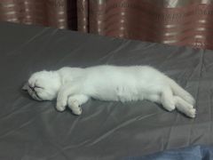 -东方名猫馆·英短金渐层布偶猫舍(环线广场1号楼店)