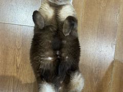 -有猫主题·治愈系猫咖(曾厝垵店)