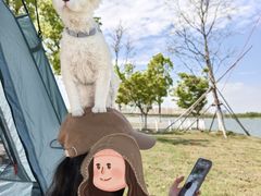 -山宅一喵德文卷毛猫舍