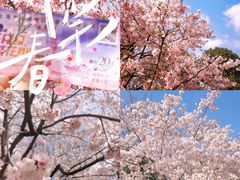 -顾村公园
