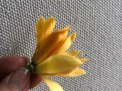 -雪儿钱局泡菜