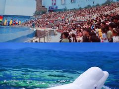-海合安天津极地海洋公园
