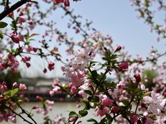 -高东镇樱花园
