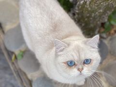 -喵屿·大理花园猫咖