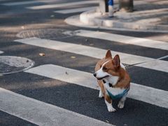 -颐和路民国时期公馆风貌区