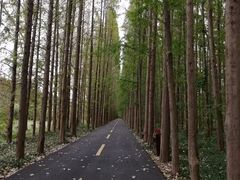 -黄海国家森林公园