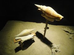 -亚龙湾中心广场·贝壳馆