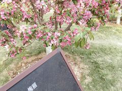 -海棠花溪(元大都城垣遗址公园)