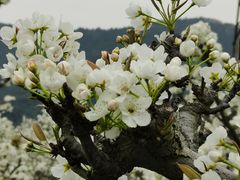 -树山生态村