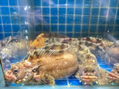 -船家渔(徐州北路店)