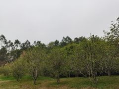 -广东花都湖国家湿地公园