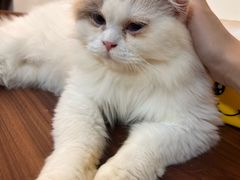 -楼上猫咖(罗湖店)