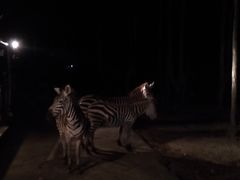 -清迈夜间动物园