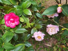 -深圳国际园林花卉博览园