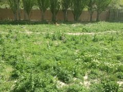 -新疆天山野生动物园