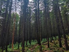 -芦芽山旅游度假区