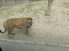 -北京野生动物园