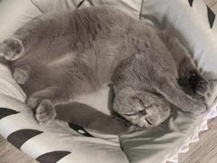 -lincat·猫舍(广州店)