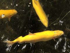 -北京龙庆四季香农家饭庄·灶台鱼·碳烤虹鳟鱼(龙庆峡店)