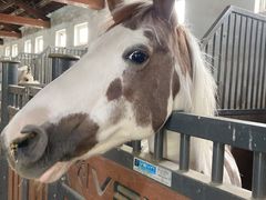 -北京群众马术培训基地