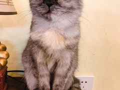 -猫色咖啡·猫咖