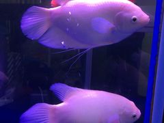 -秦美花卉(天朗·莱茵小城2期店)