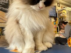 -平行世界·猫咖(首经贸店)