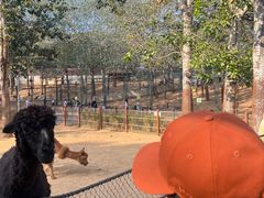 -大连森林动物园