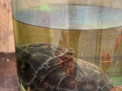 -海南槟榔谷黎苗文化旅游区