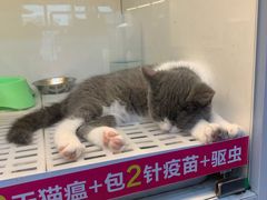-lincat·猫舍(广州店)