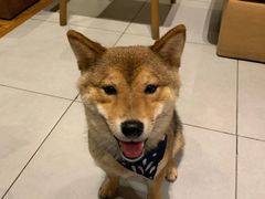 -柴务处·柴犬主题狗咖