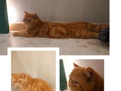 -飞行喵MR PILOT|猫舍·猫咖(静安大融城店)