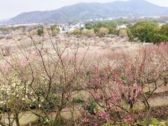 -香雪海