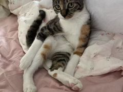 -艾吉宠物医院·疑难杂症转诊中心·猫友好(碧江路院)