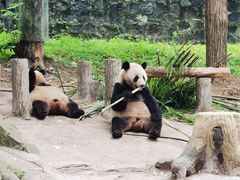 -都江堰中华大熊猫苑