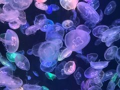 -海合安成都极地海洋公园