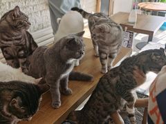 -平行世界·猫咖(首经贸店)