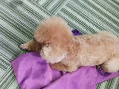 -严国平动物医院(德政总院)