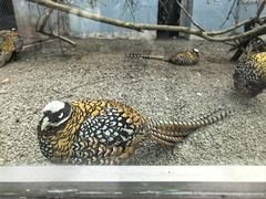 -青藏高原野生动物园