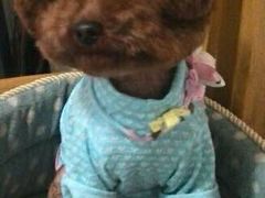 -Oh My Dog宠物沙龙(伊珊娜皮毛护理店)