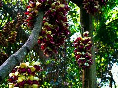 -南宁良凤江国家森林公园