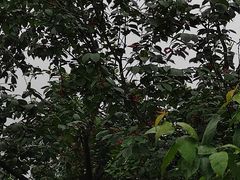 -樱桃山旅游景区