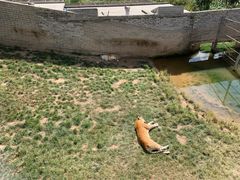 -西霞口神雕山野生动物世界