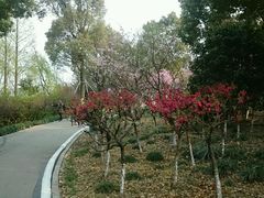 -金鸡湖桃花岛