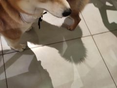 -柴务处·柴犬主题狗咖