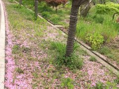 -天王浮山樱花园