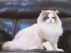 -青奢宠物·青奢猫舍