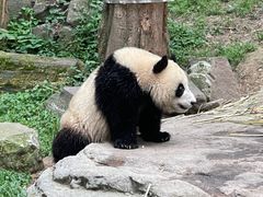 -都江堰中华大熊猫苑