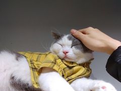撸猫Rua羊驼-Heymao猫咖.咖啡厅(东门店)
