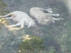 -泉州海丝野生动物世界